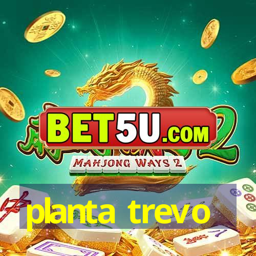 planta trevo